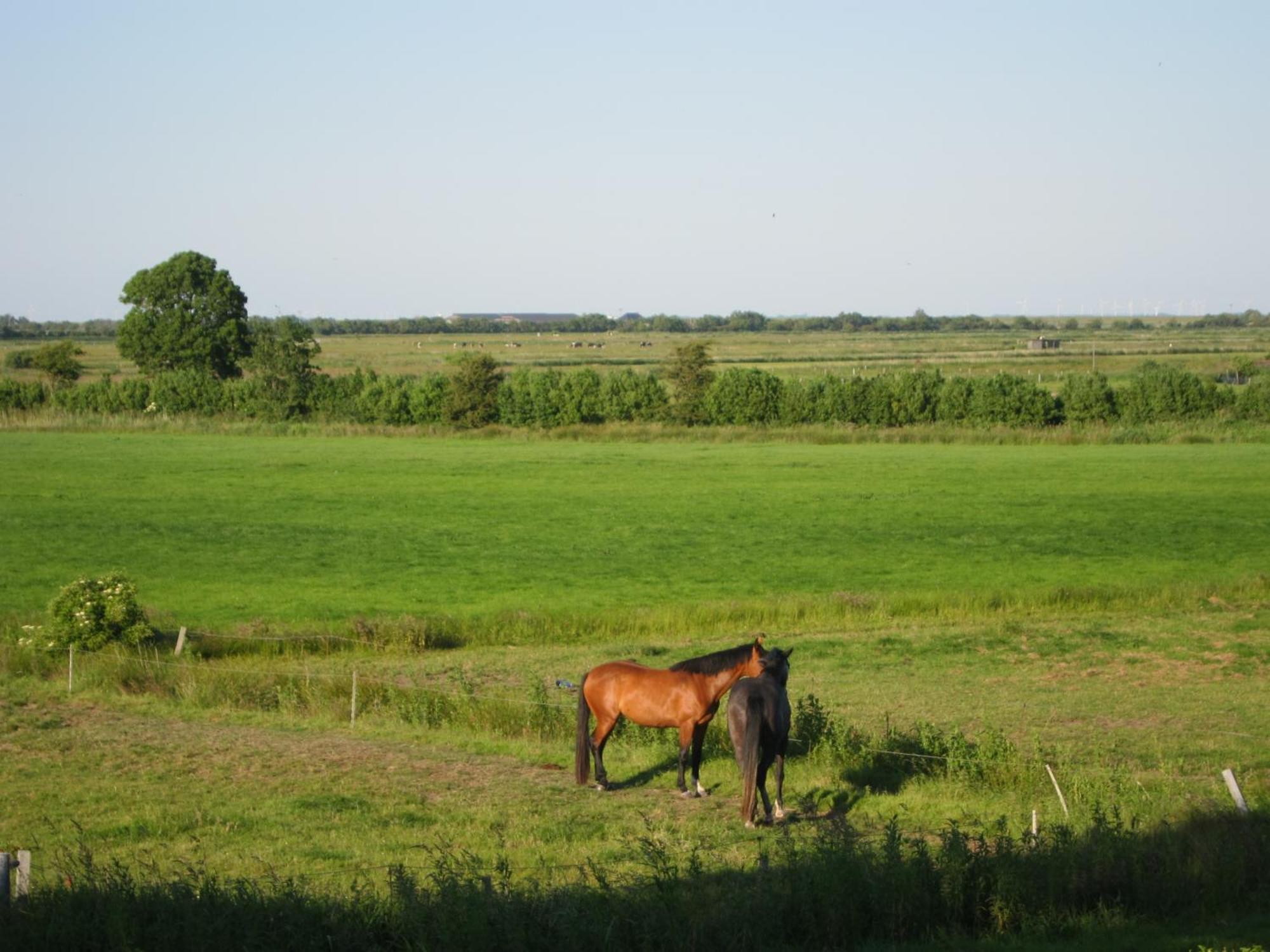 Nordseekrabbe 12 Herrenhof Wrixum Exteriör bild